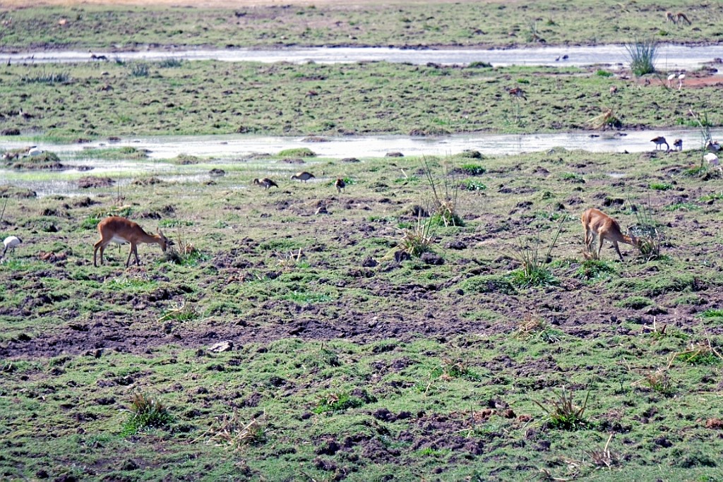 Kenia (240).jpg